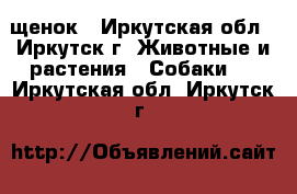 щенок - Иркутская обл., Иркутск г. Животные и растения » Собаки   . Иркутская обл.,Иркутск г.